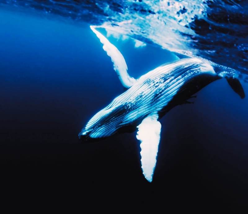 Nostalgia_Dreaming of Whales 3
